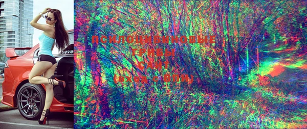 шишки Белокуриха